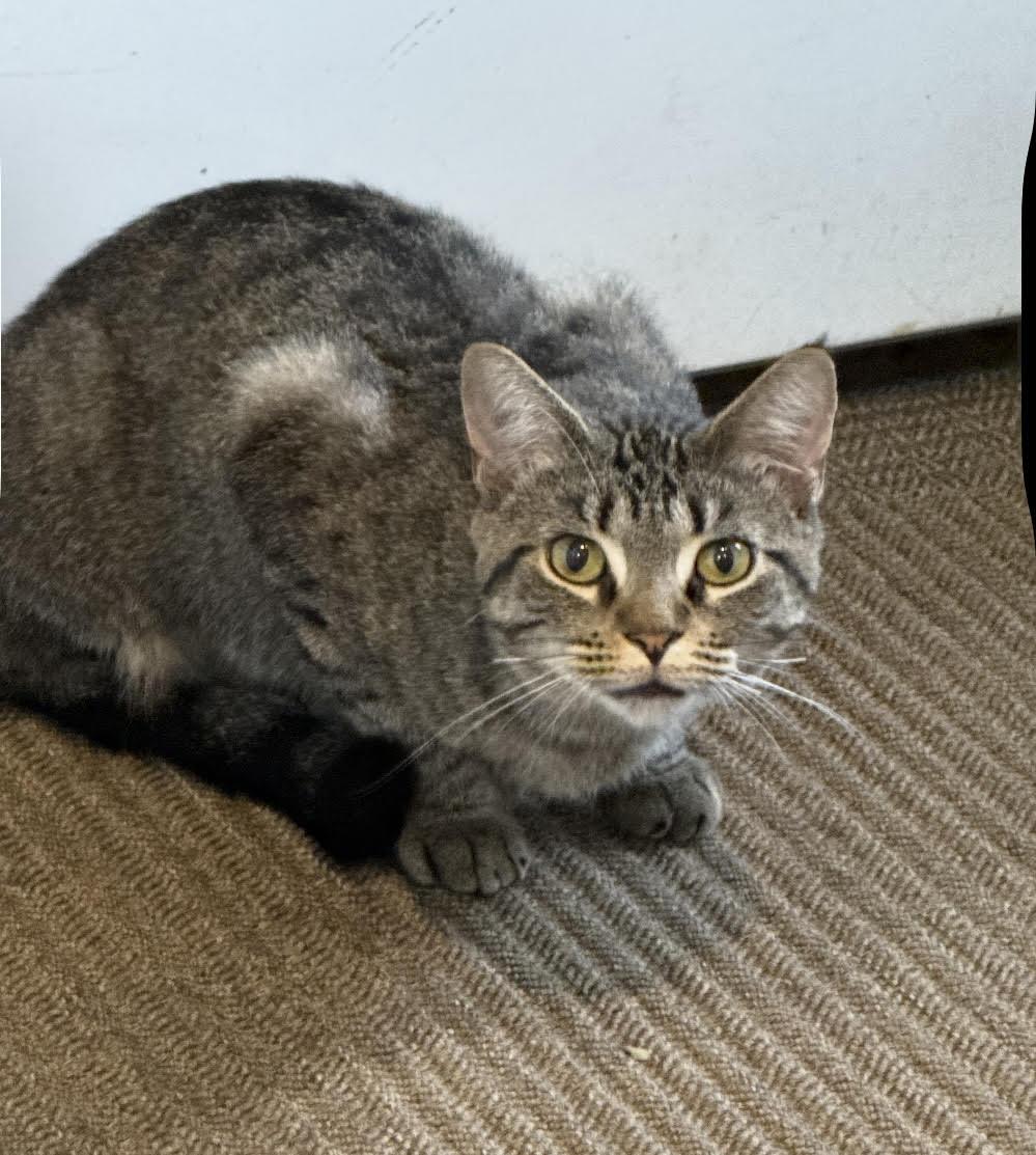 Bobby, a Adoptable mixed breed in Howell, MI image 2/4