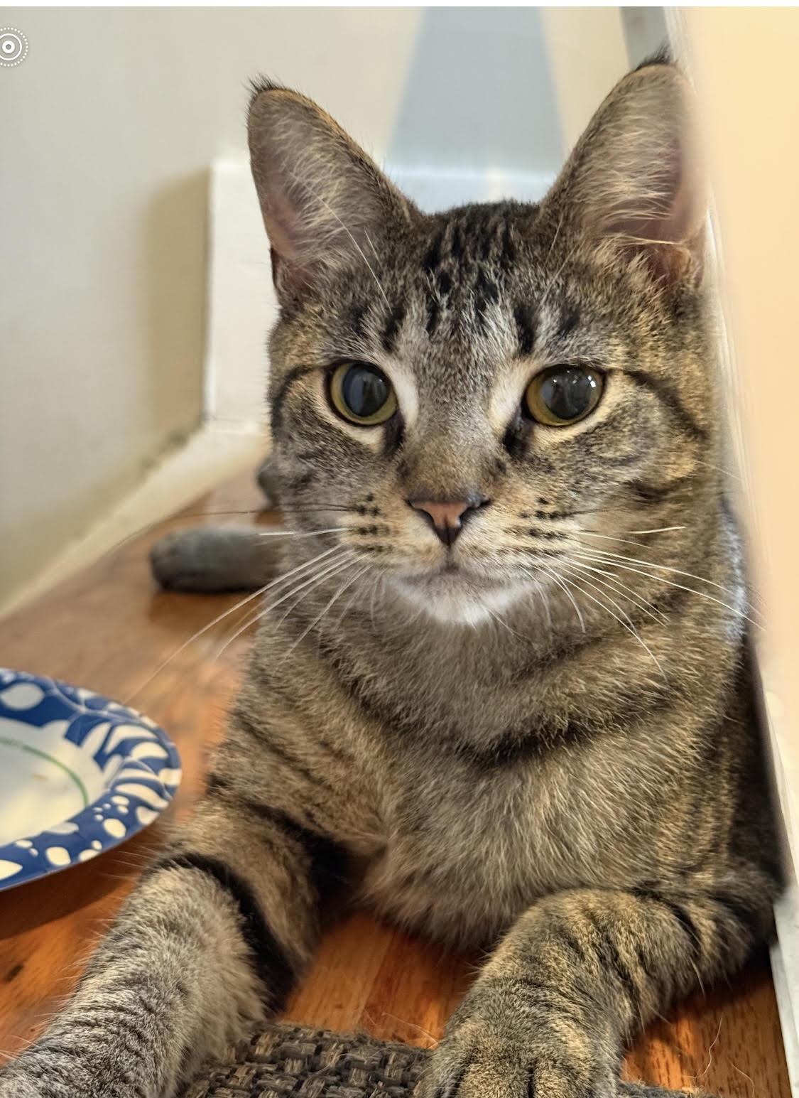 Bobby, a Adoptable mixed breed in Howell, MI image 3/4