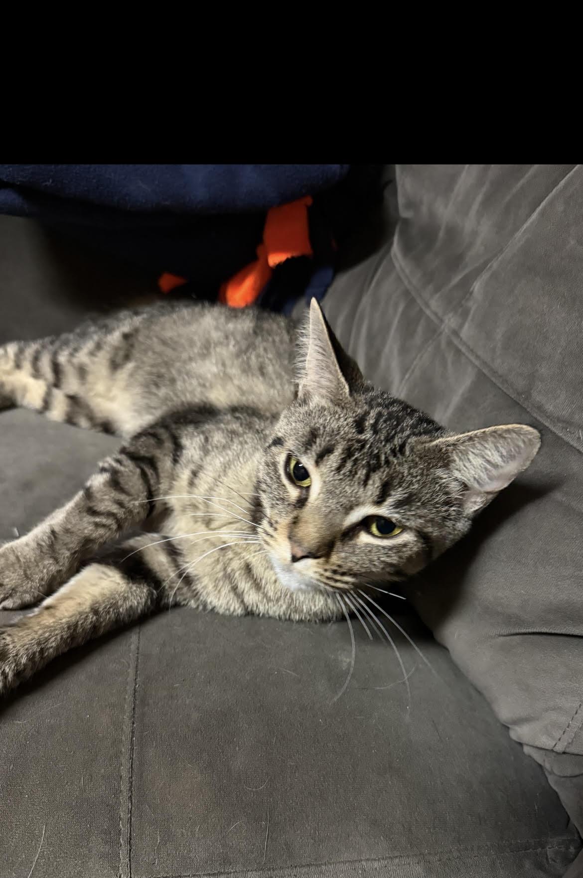 Bobby, a Adoptable mixed breed in Howell, MI image 4/4