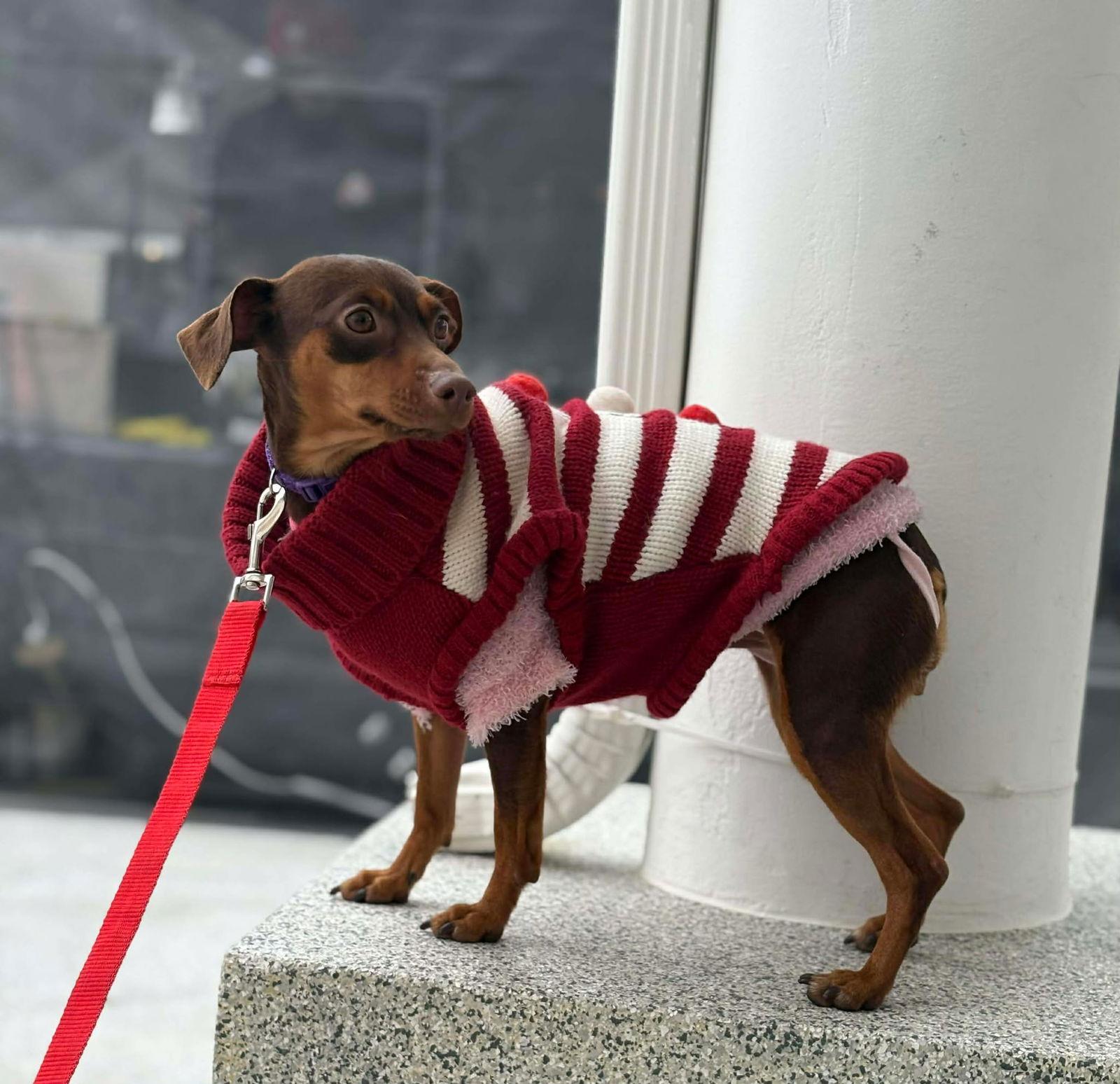 Mini, Adoptable, Young Female Miniature Pinscher.