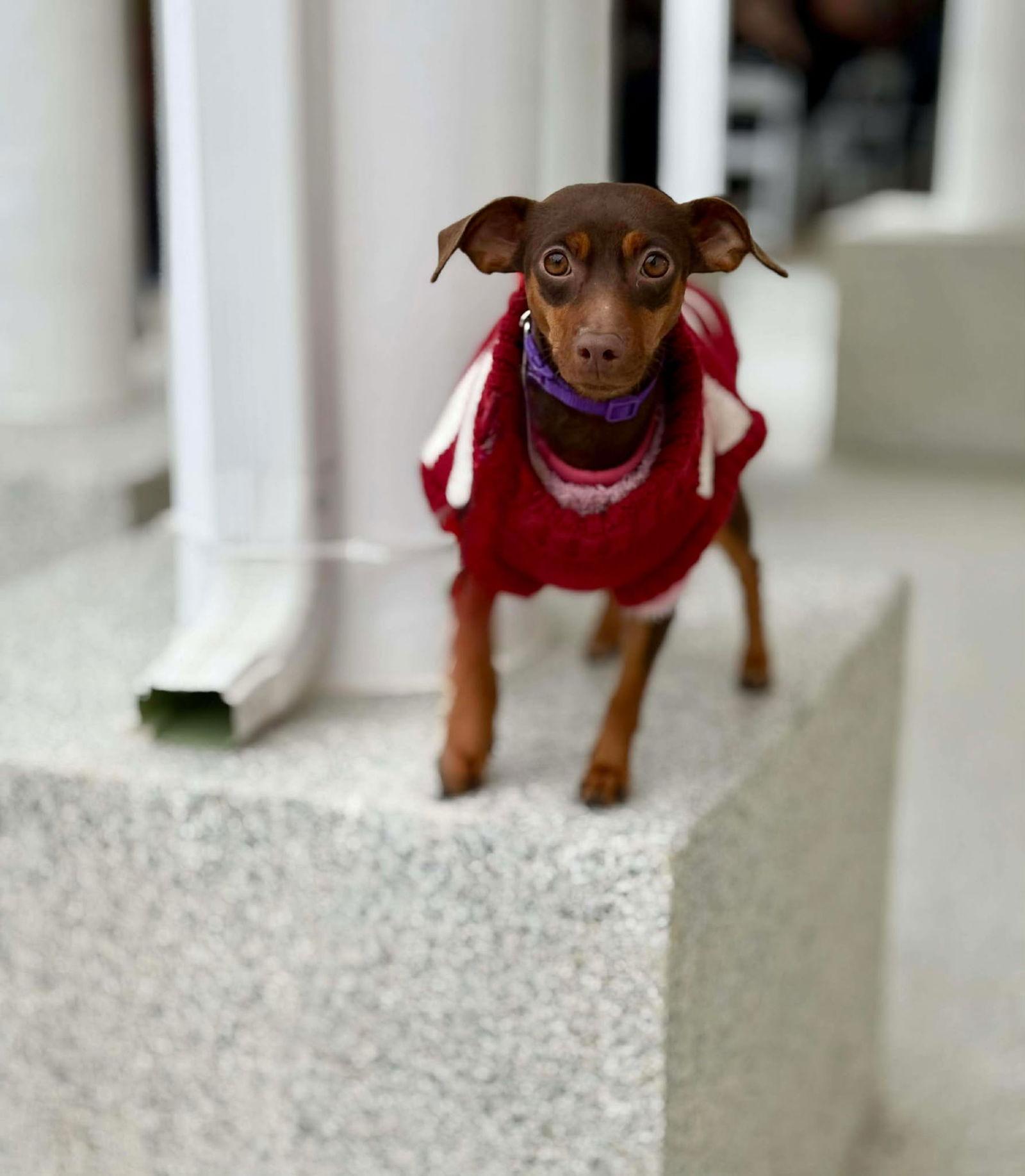 Enlarge Mini, a Adopted Miniature Pinscher in Visalia, CA image 2/3
