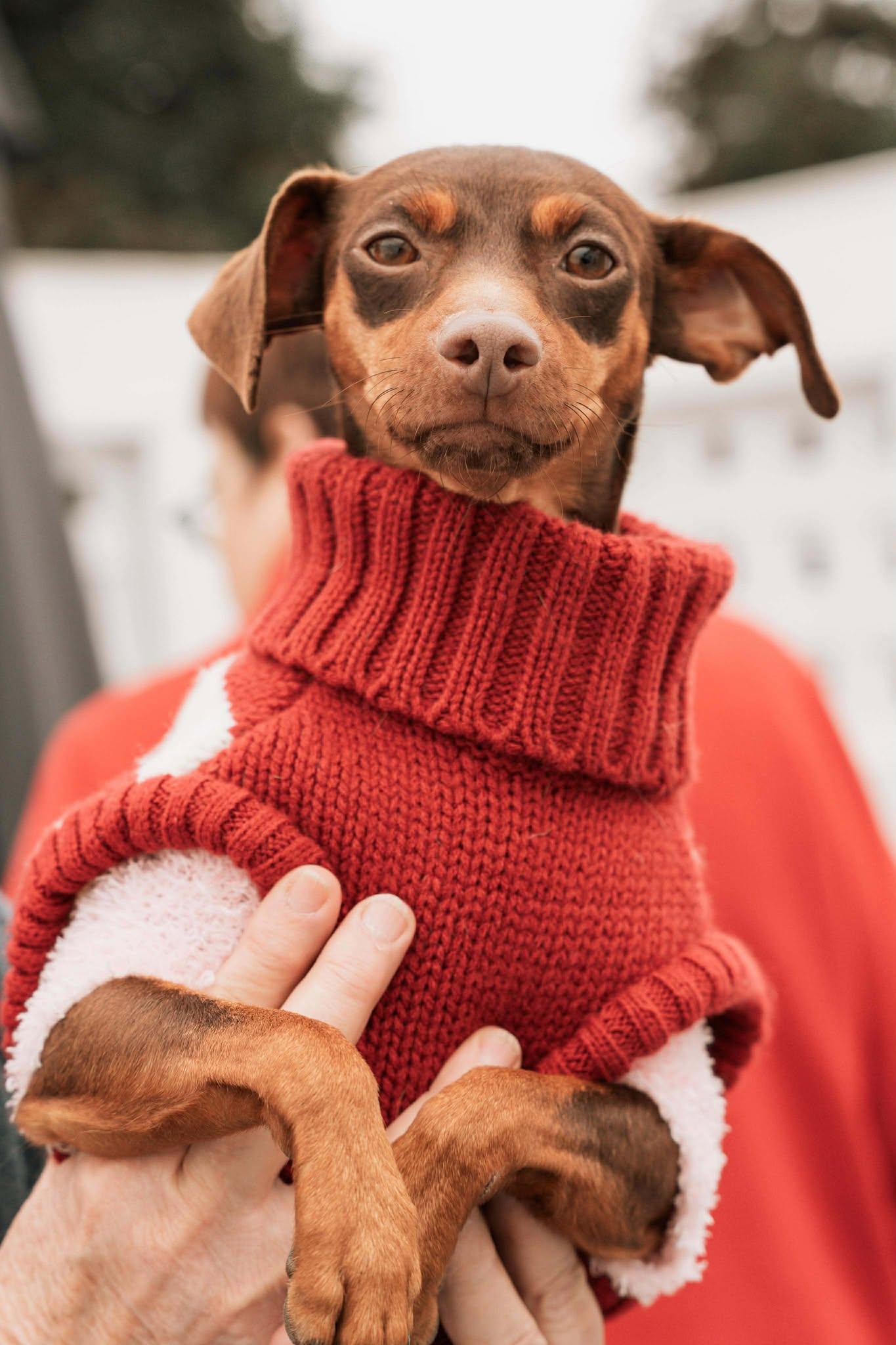 Enlarge Mini, a Adopted Miniature Pinscher in Visalia, CA image 3/3