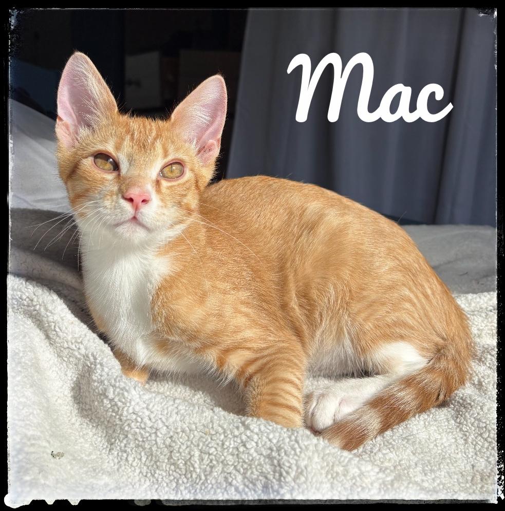 Mac, Adoptable, Kitten Male Domestic Short Hair.