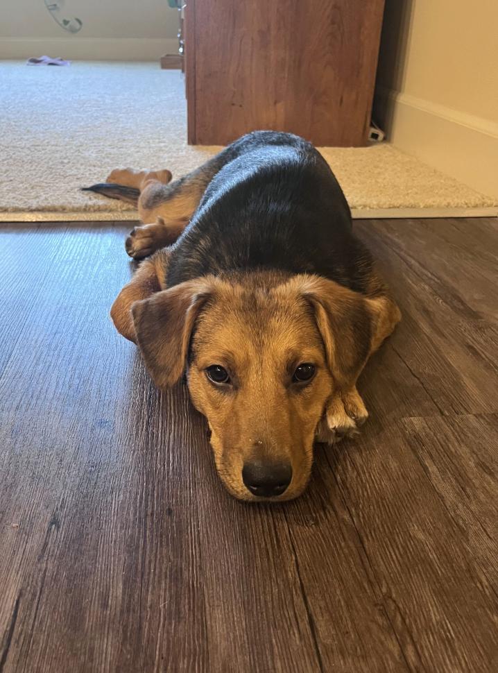 Enlarge Basil, a Adopted mixed breed in Davis, CA image 1/4