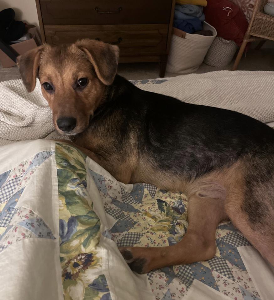 Enlarge Basil, a Adopted mixed breed in Davis, CA image 4/4