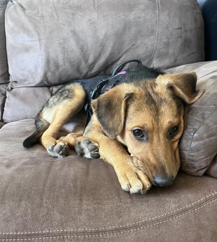 Enlarge Basil, a Adopted mixed breed in Davis, CA image 2/4
