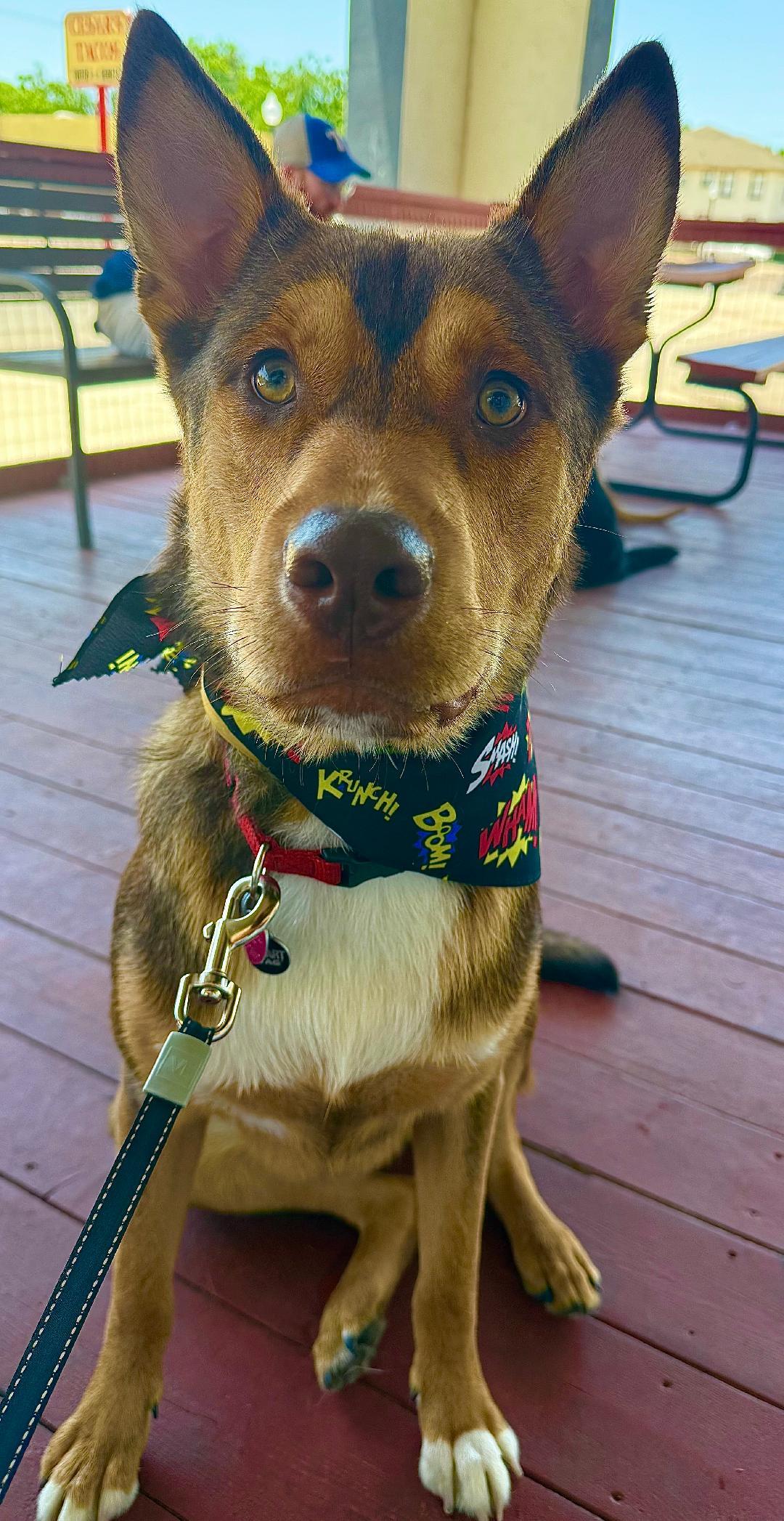 Jameson, Young Male Australian Shepherd