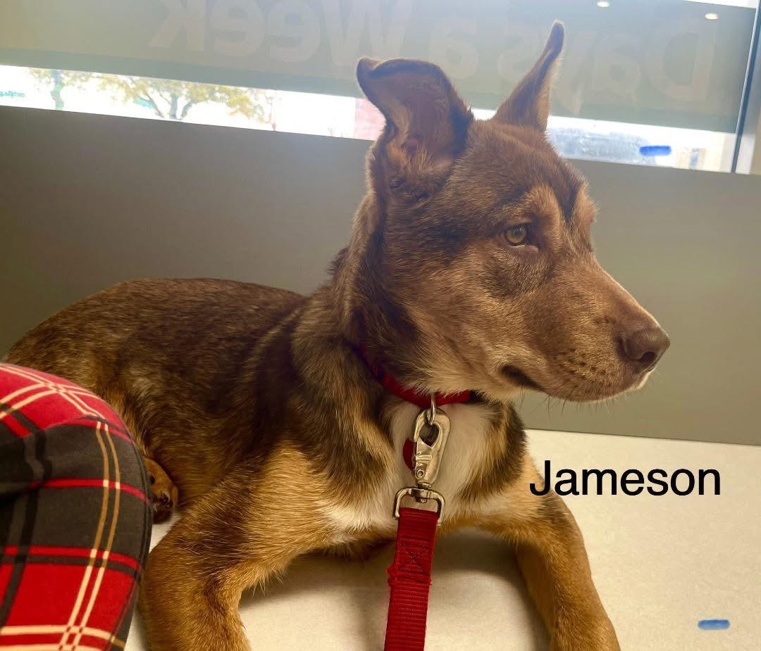 Jameson photo 3