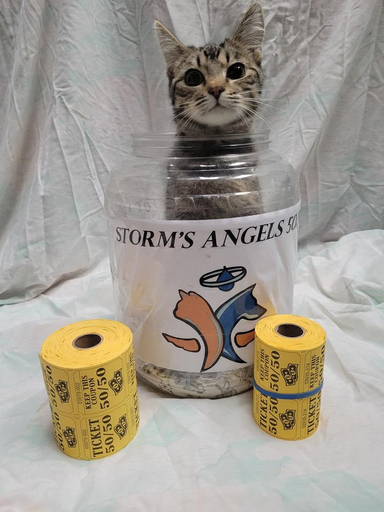 Enlarge Pee Wee, a Adoptable Domestic Short Hair in Lorain, OH image 2/6