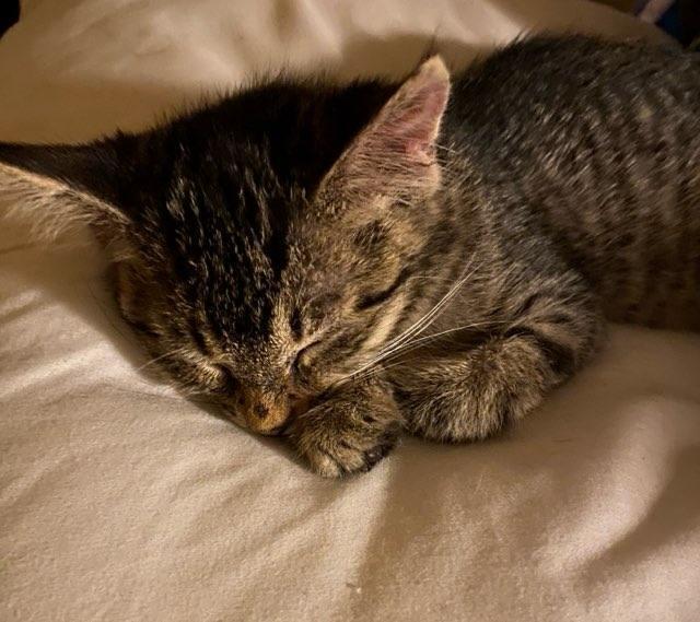 Enlarge Pee Wee, a Adoptable Domestic Short Hair in Lorain, OH image 3/6