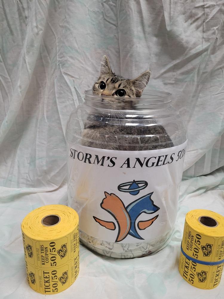 Enlarge Pee Wee, a Adoptable Domestic Short Hair in Lorain, OH image 4/6