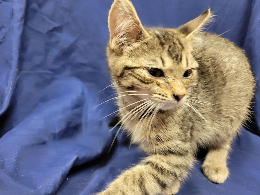 Enlarge Pee Wee, a Adoptable Domestic Short Hair in Lorain, OH image 5/6