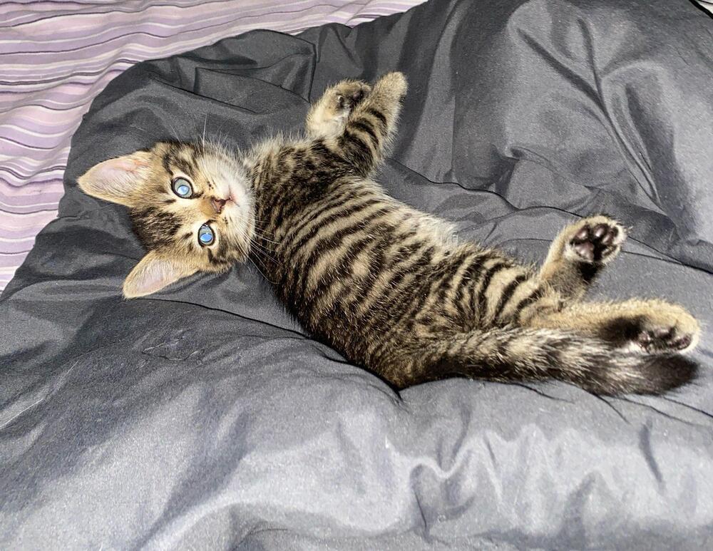 Enlarge Pee Wee, a Adoptable Domestic Short Hair in Lorain, OH image 6/6