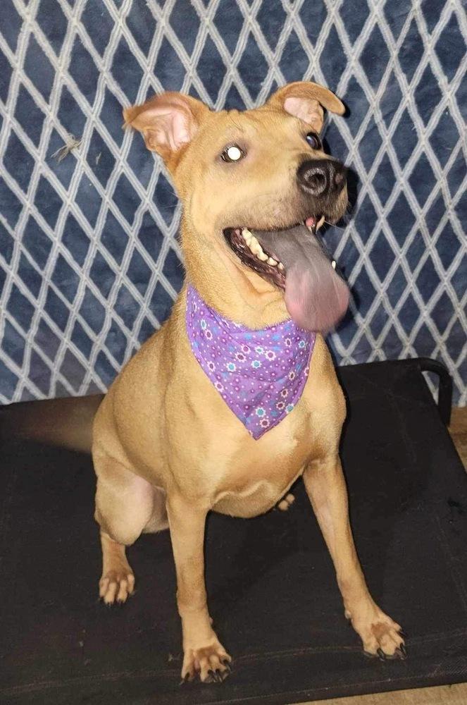 Mona, a Adoptable mixed breed in San Francisco, CA image 1/4