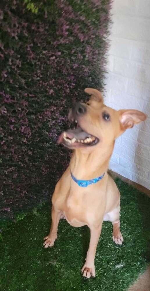 Mona, a Adoptable mixed breed in San Francisco, CA image 2/4