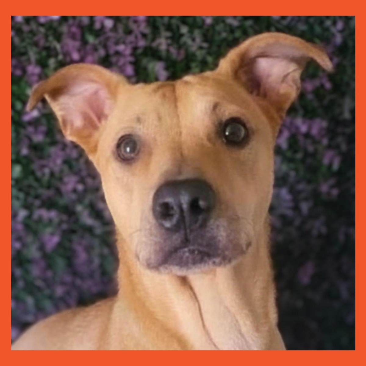 Enlarge Mona, a Adoptable mixed breed in San Francisco, CA image 1/5