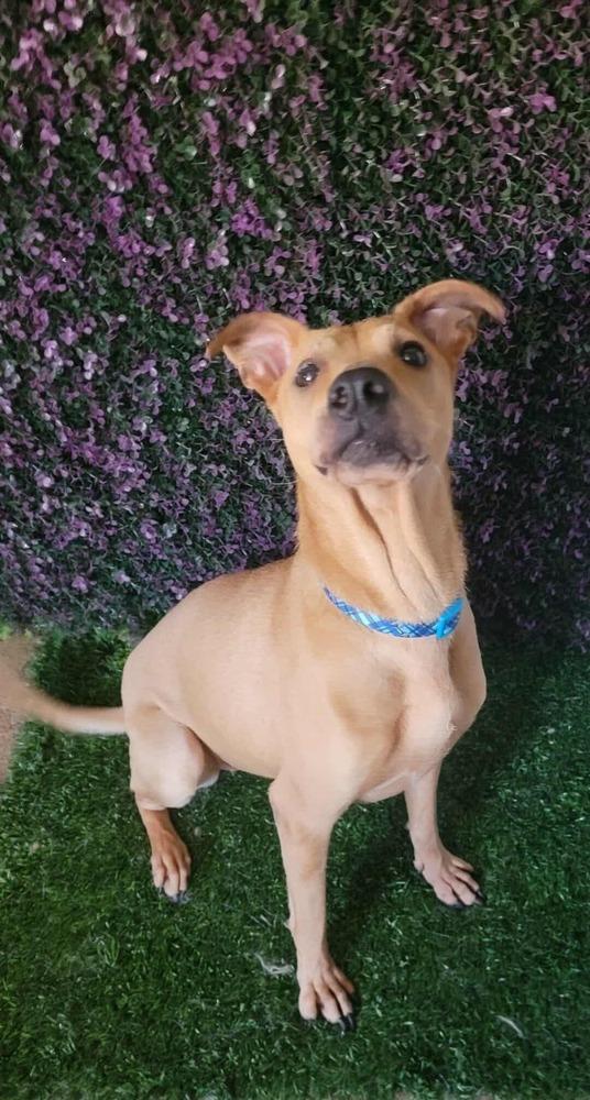 Mona, a Adoptable mixed breed in San Francisco, CA image 3/4