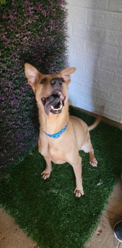 Mona, a Adoptable mixed breed in San Francisco, CA image 4/4