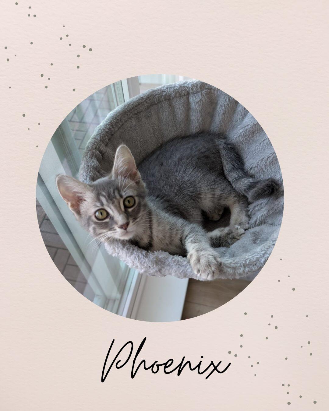 PHOENIX, an adopted mixed breed in Coquitlam, BC image 1/6