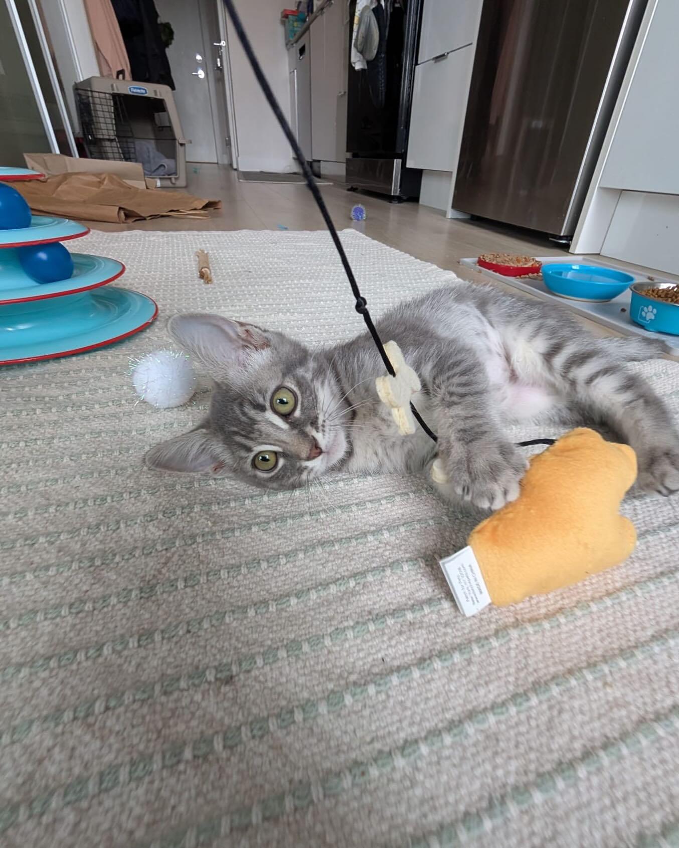 PHOENIX, an adopted mixed breed in Coquitlam, BC image 5/6