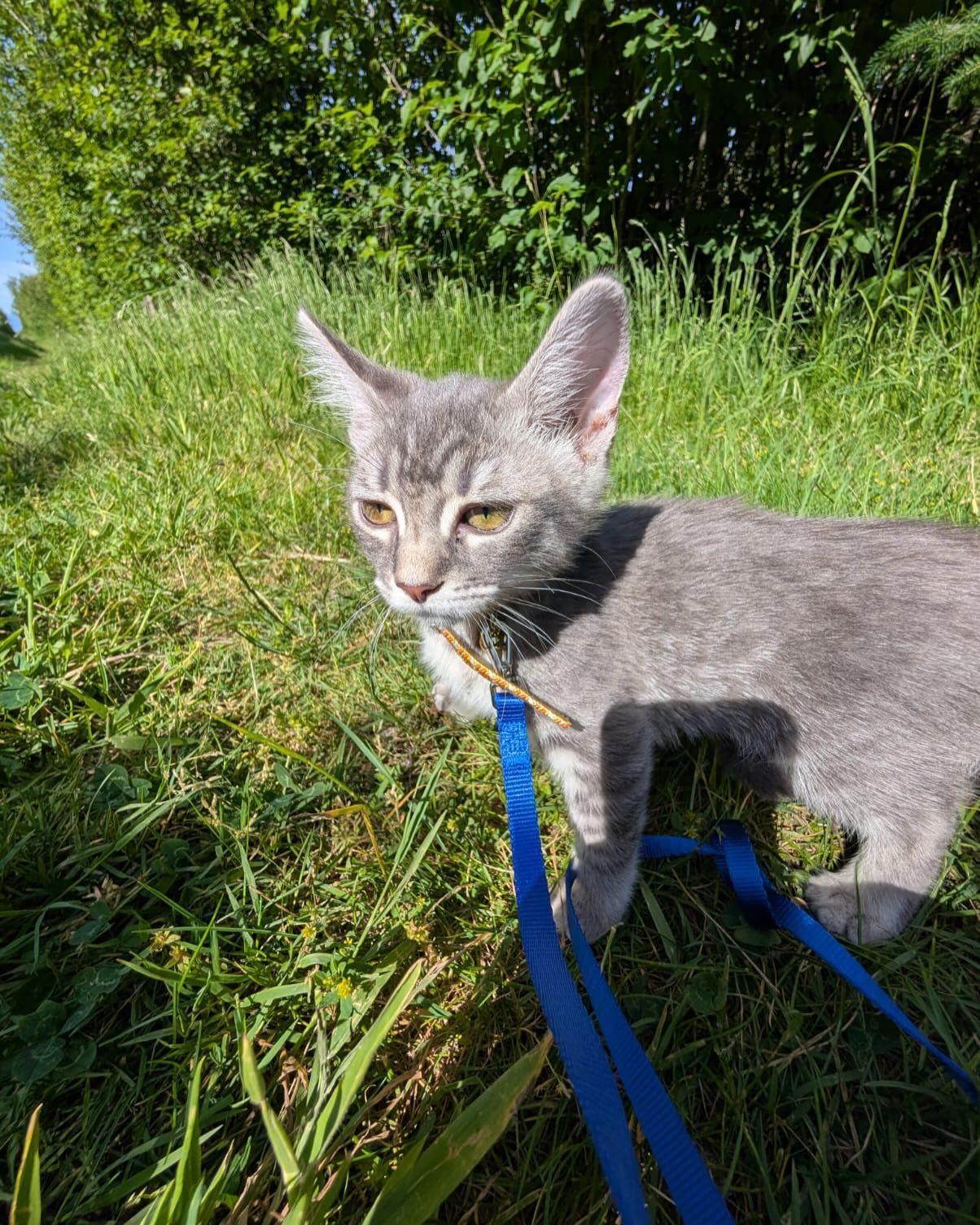 PHOENIX, an adopted mixed breed in Coquitlam, BC image 4/6