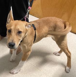 Keeley, Adoptable, Puppy Female Labrador Retriever & Shiba Inu.