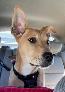 Keeley, a Adoptable mixed breed in Coventry, CT image 2/3