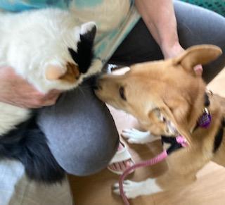 Keeley, a Adoptable mixed breed in Coventry, CT image 3/3