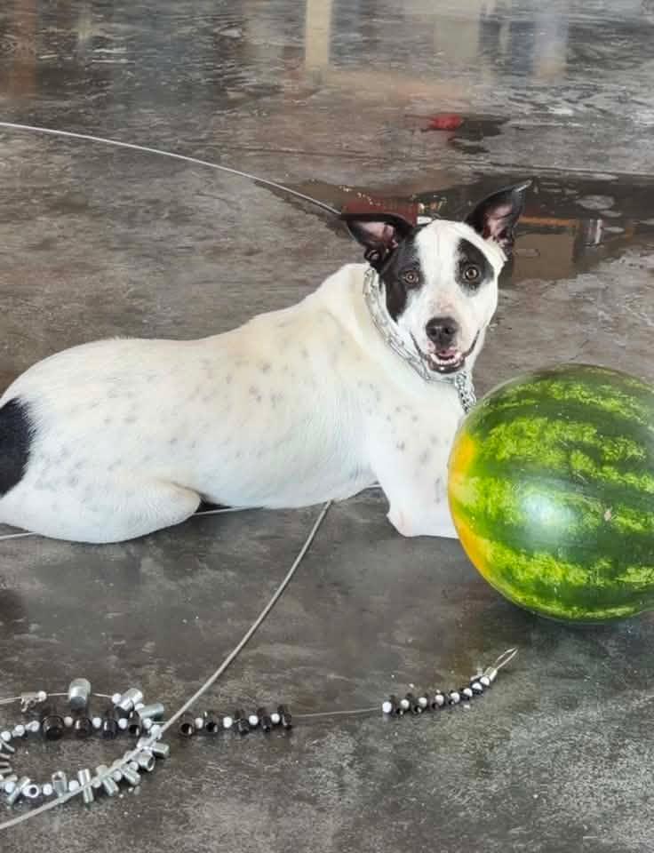 Enlarge Sonic, a Adoptable mixed breed in Winchester, IL image 1/4