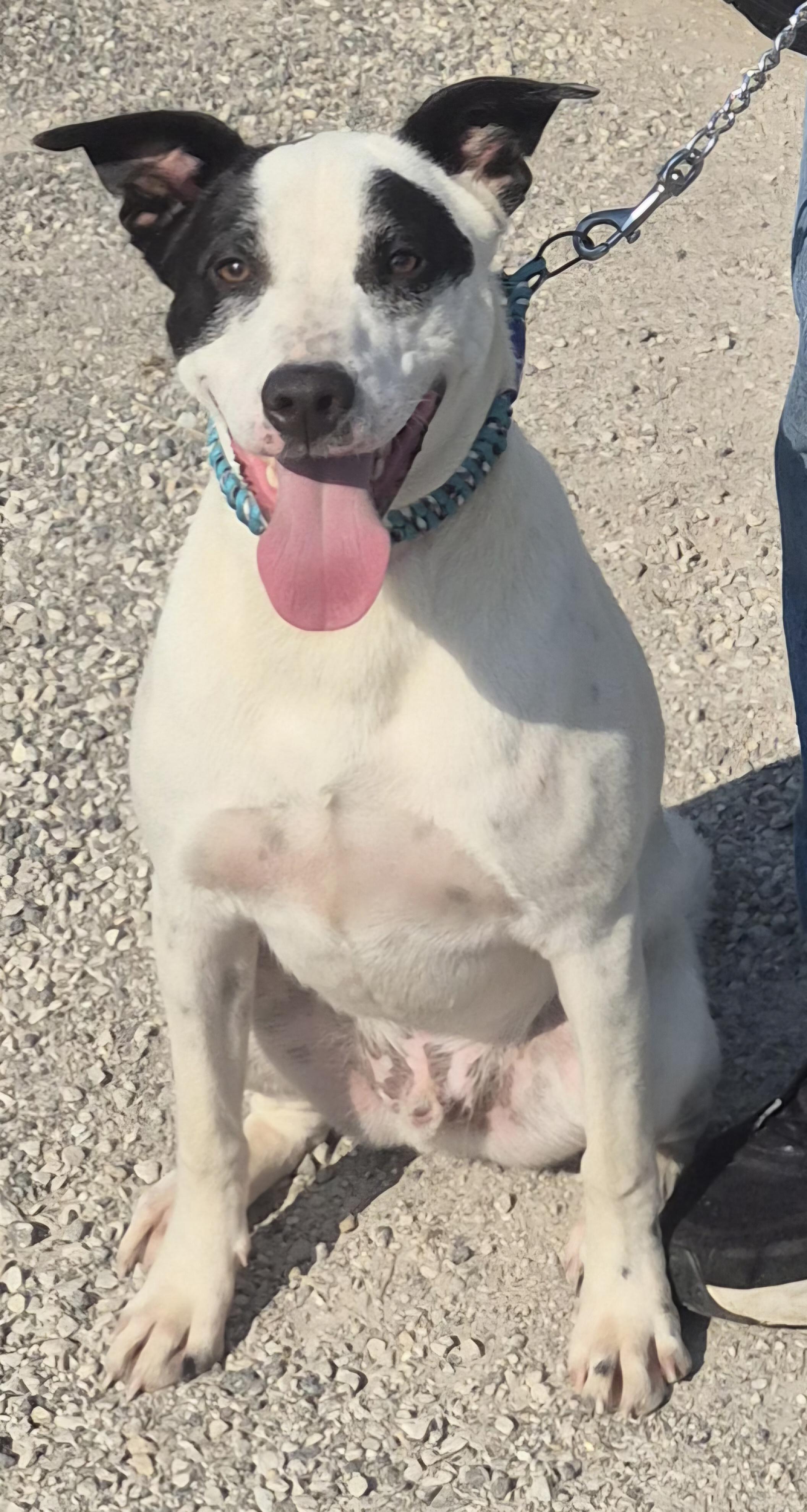 Enlarge Sonic, a Adoptable mixed breed in Winchester, IL image 4/4