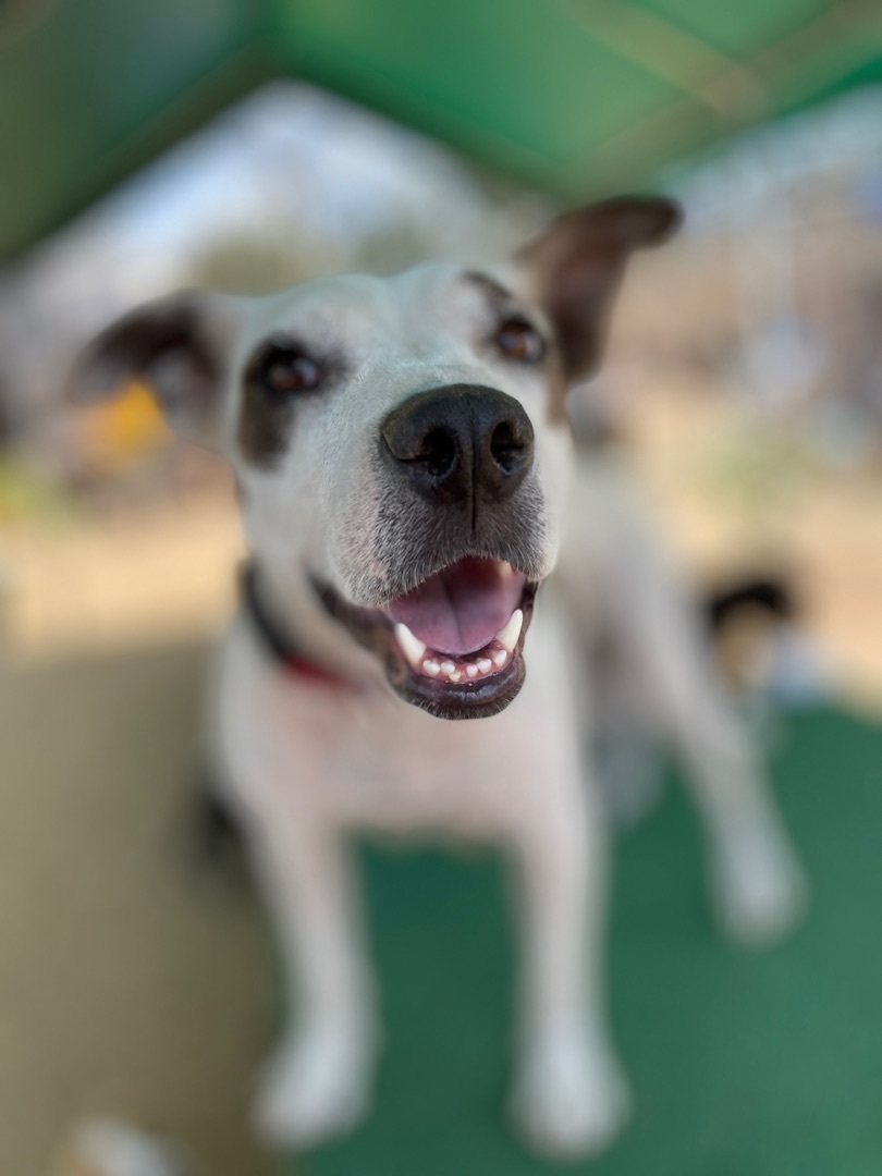 Penelope , a Adoptable mixed breed in La Mision, BCN image 1/12