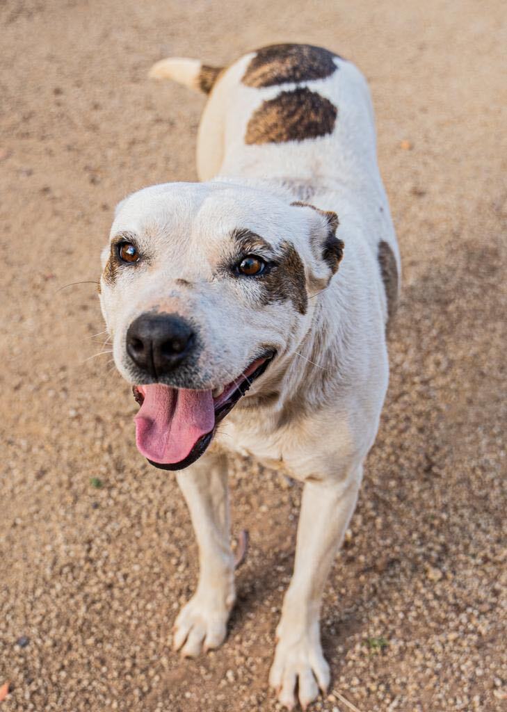 Penelope , a Adoptable mixed breed in La Mision, BCN image 2/12