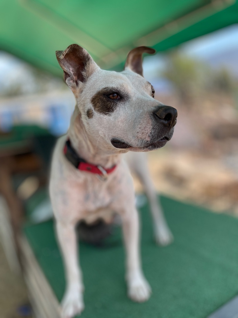 Penelope , a Adoptable mixed breed in La Mision, BCN image 3/12
