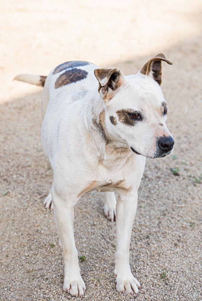 Penelope , a Adoptable mixed breed in La Mision, BCN image 4/12