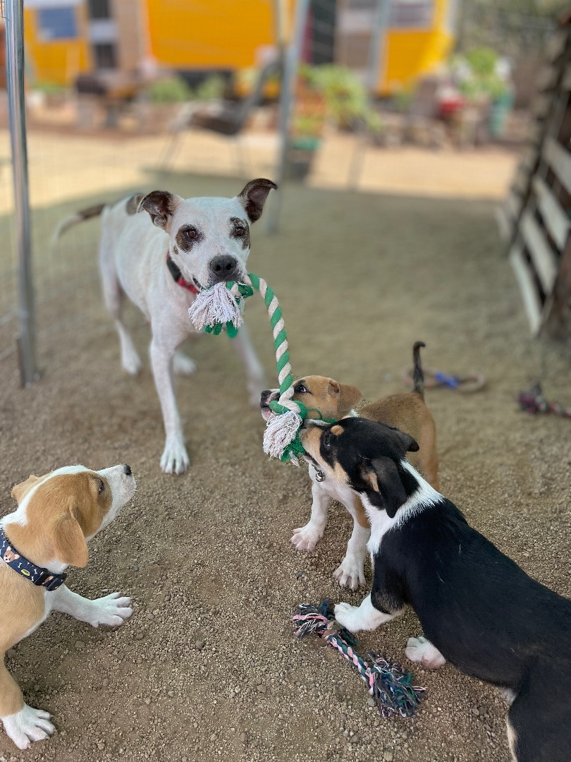 Penelope , a Adoptable mixed breed in La Mision, BCN image 5/12