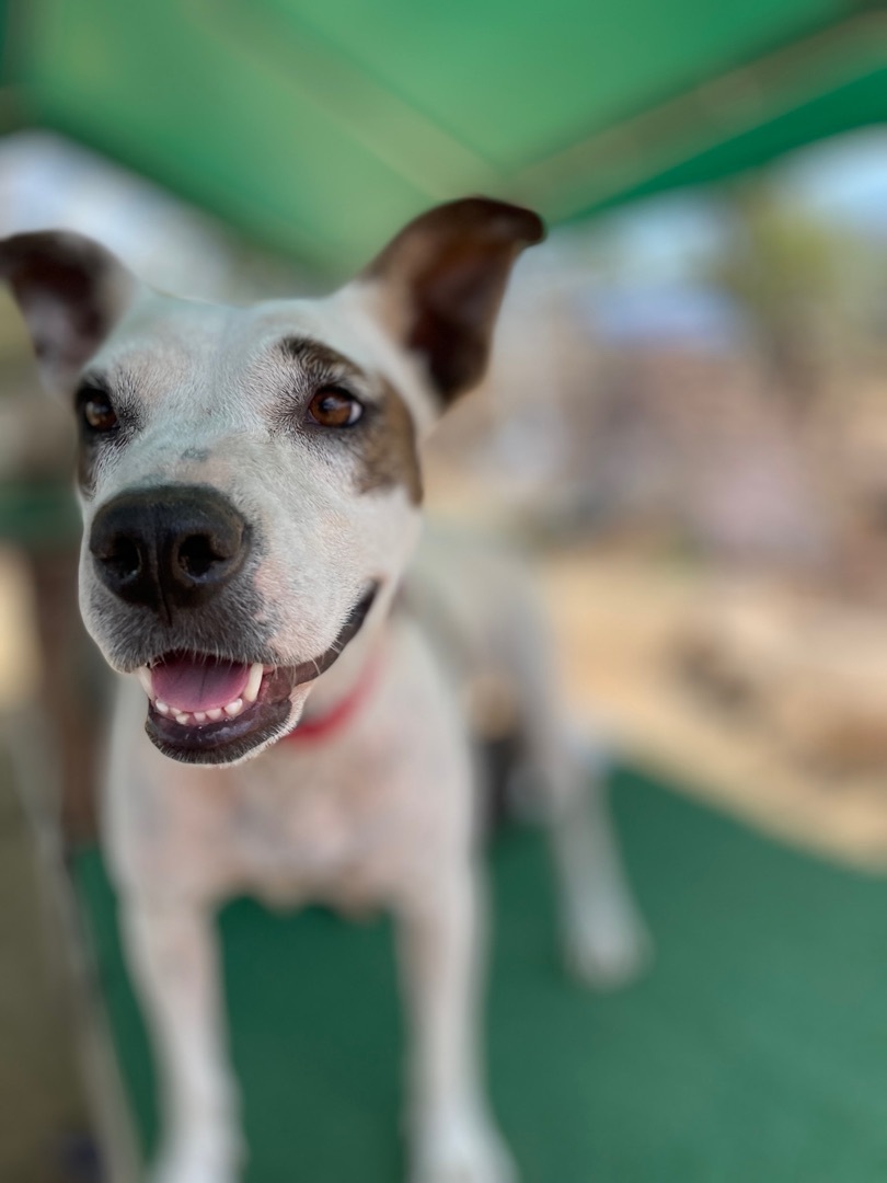 Penelope , a Adoptable mixed breed in La Mision, BCN image 6/12