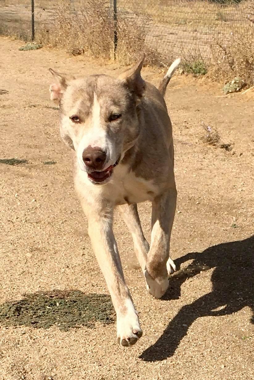 Tenor & Bass (bonded pair), a Adoptable mixed breed in Ventura, CA image 2/6