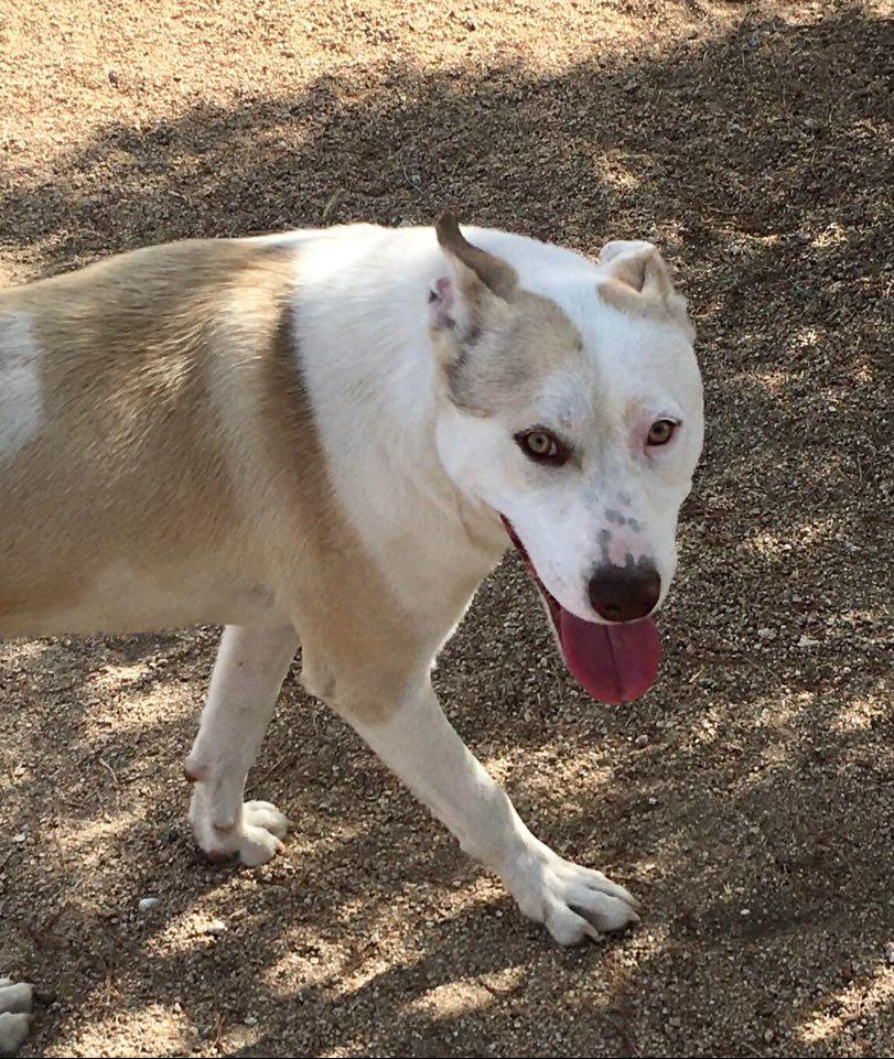 Tenor & Bass (bonded pair), a Adoptable mixed breed in Ventura, CA image 5/6