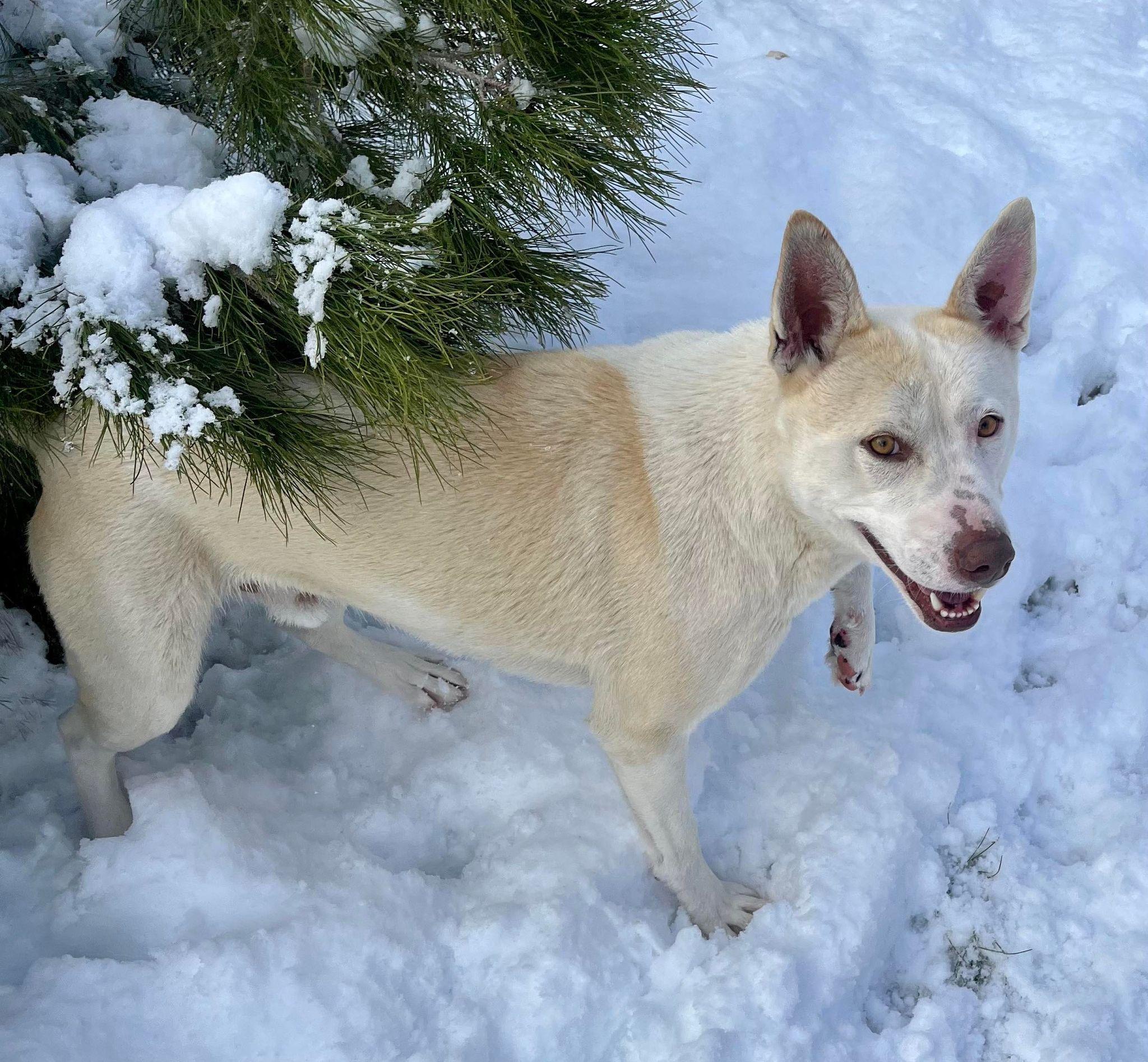 Tenor & Bass (bonded pair), a Adoptable mixed breed in Ventura, CA image 6/6