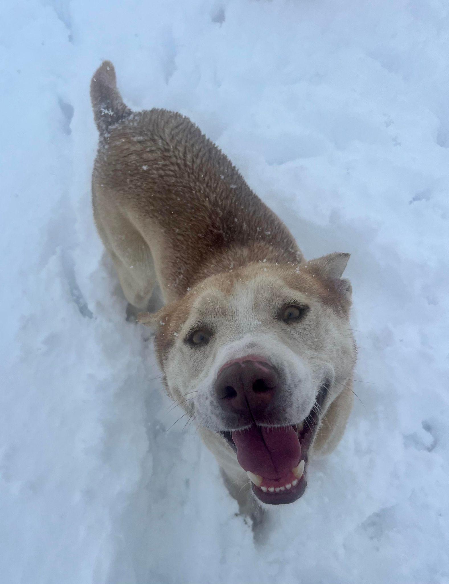 Tenor & Bass (bonded pair), a Adoptable mixed breed in Ventura, CA image 3/6