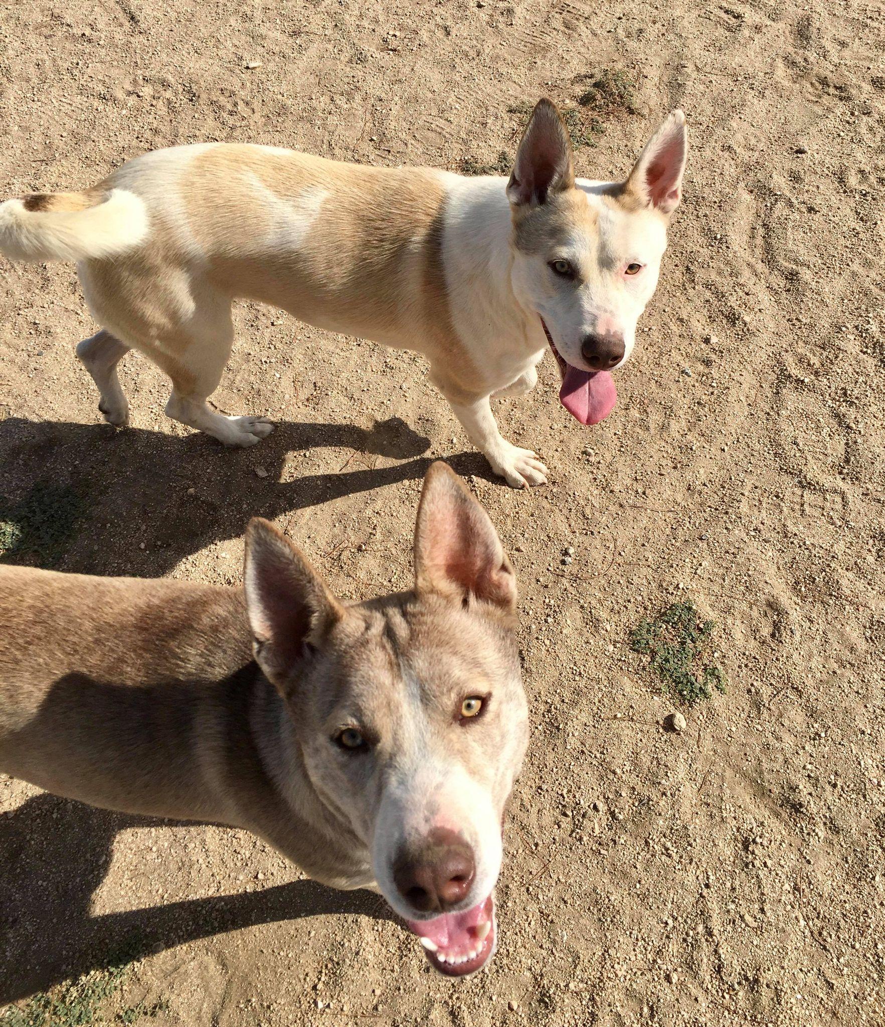 Tenor & Bass  (bonded pair), Adoptable, Adult Male Husky.