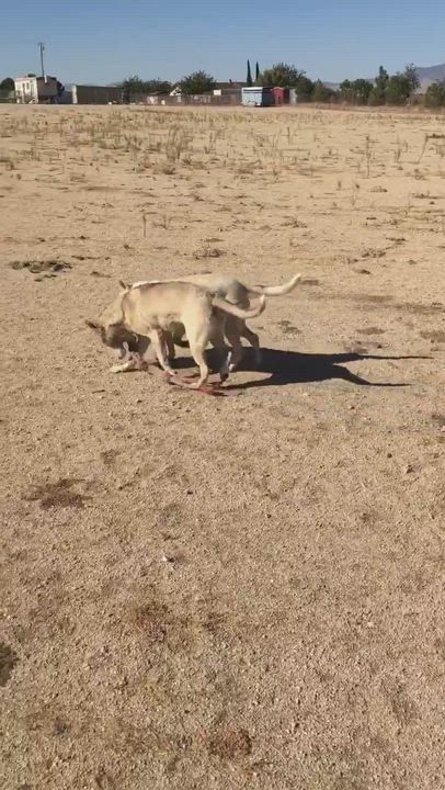 Enlarge Tenor & Bass  (bonded pair), a Adoptable mixed breed in Ventura, CA video 4/6