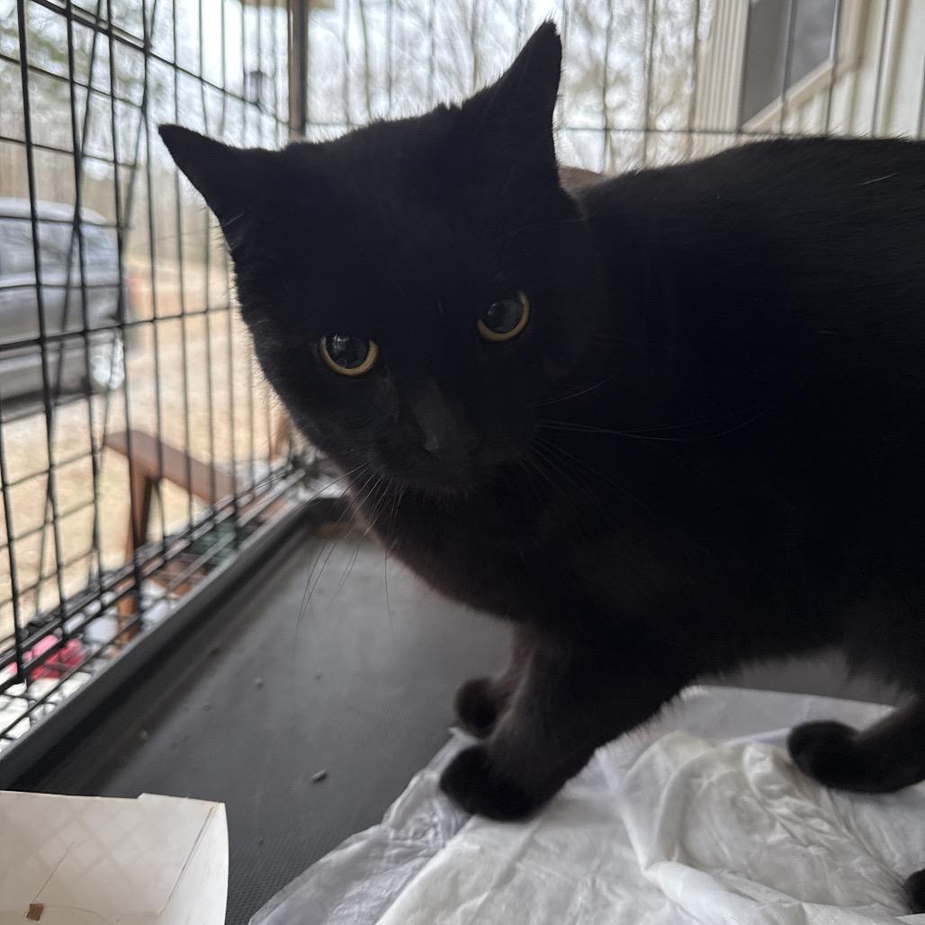 Astra, Adoptable, Adult Female Domestic Short Hair.