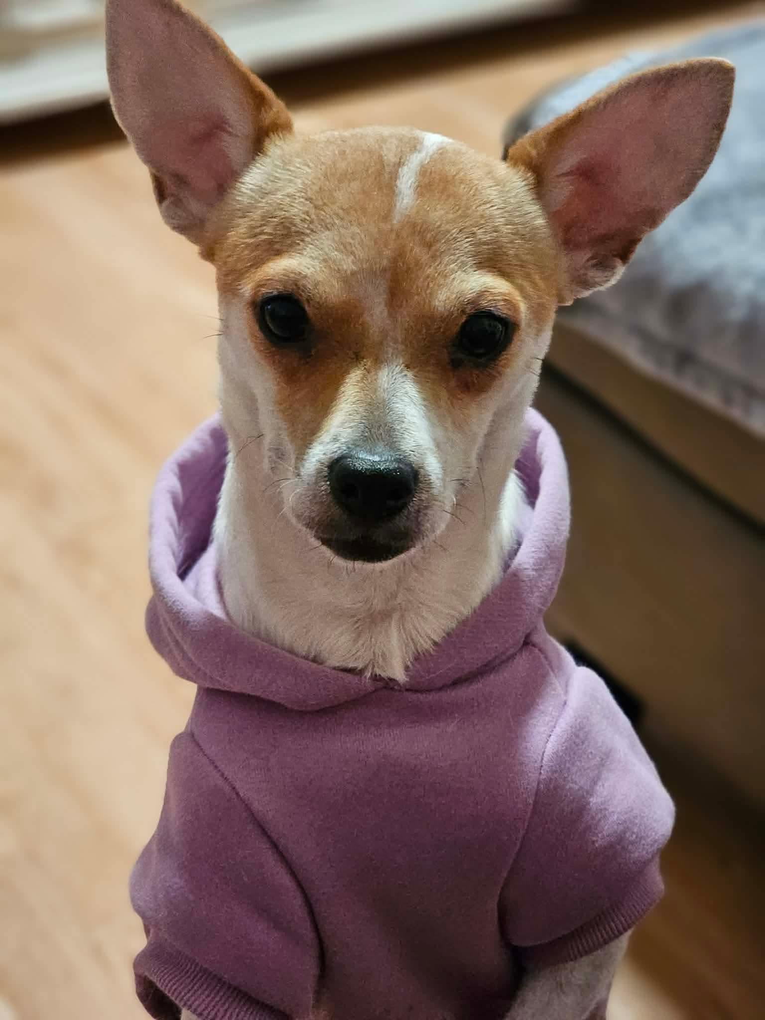 Bell, a ADOPTABLE mixed breed in Boston, MA image 1/5