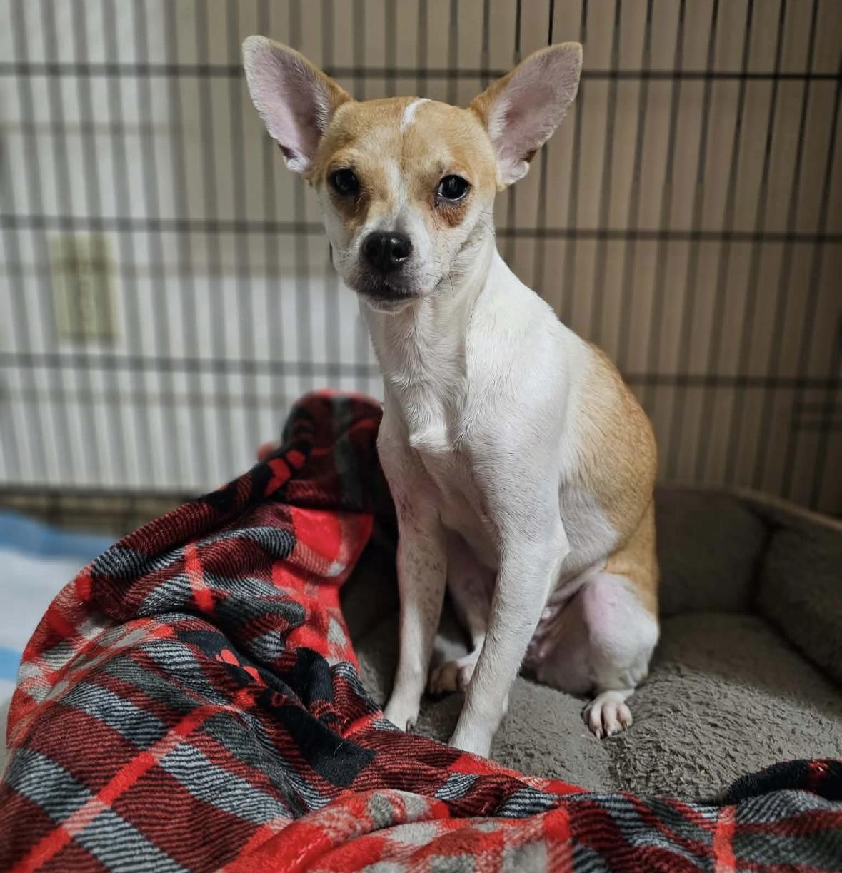 Bell, a ADOPTABLE mixed breed in Boston, MA image 2/5