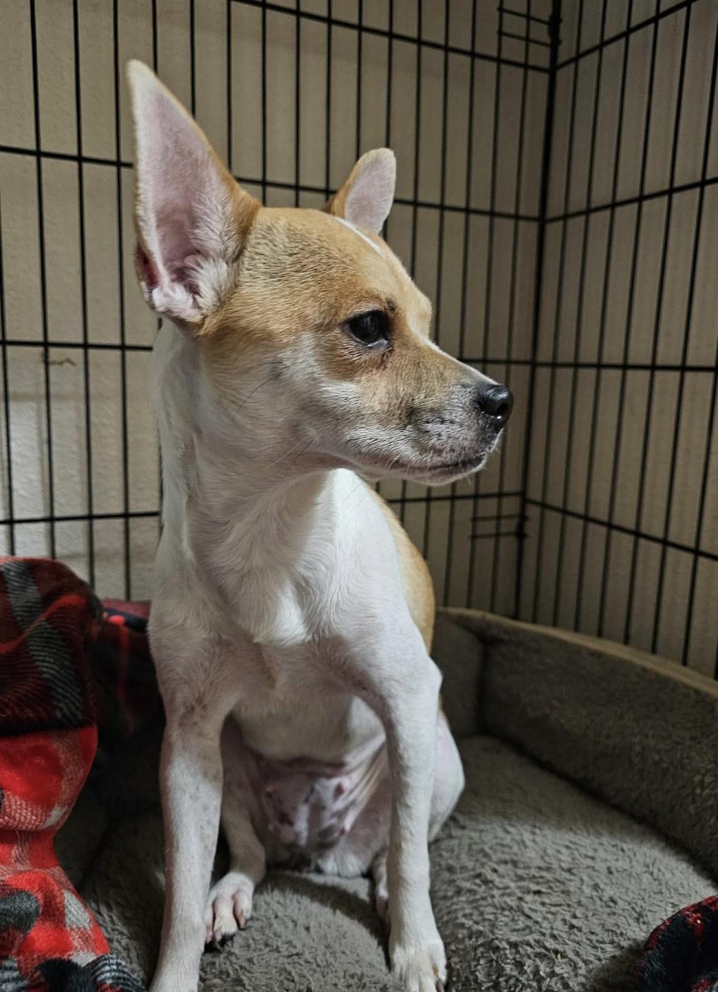 Bell, a ADOPTABLE mixed breed in Boston, MA image 3/5