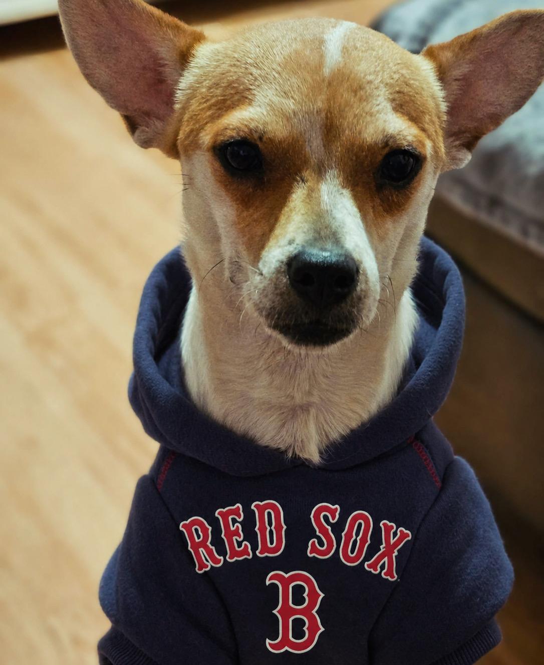Enlarge Bell, an adoptable mixed breed in Boston, MA image 6/6