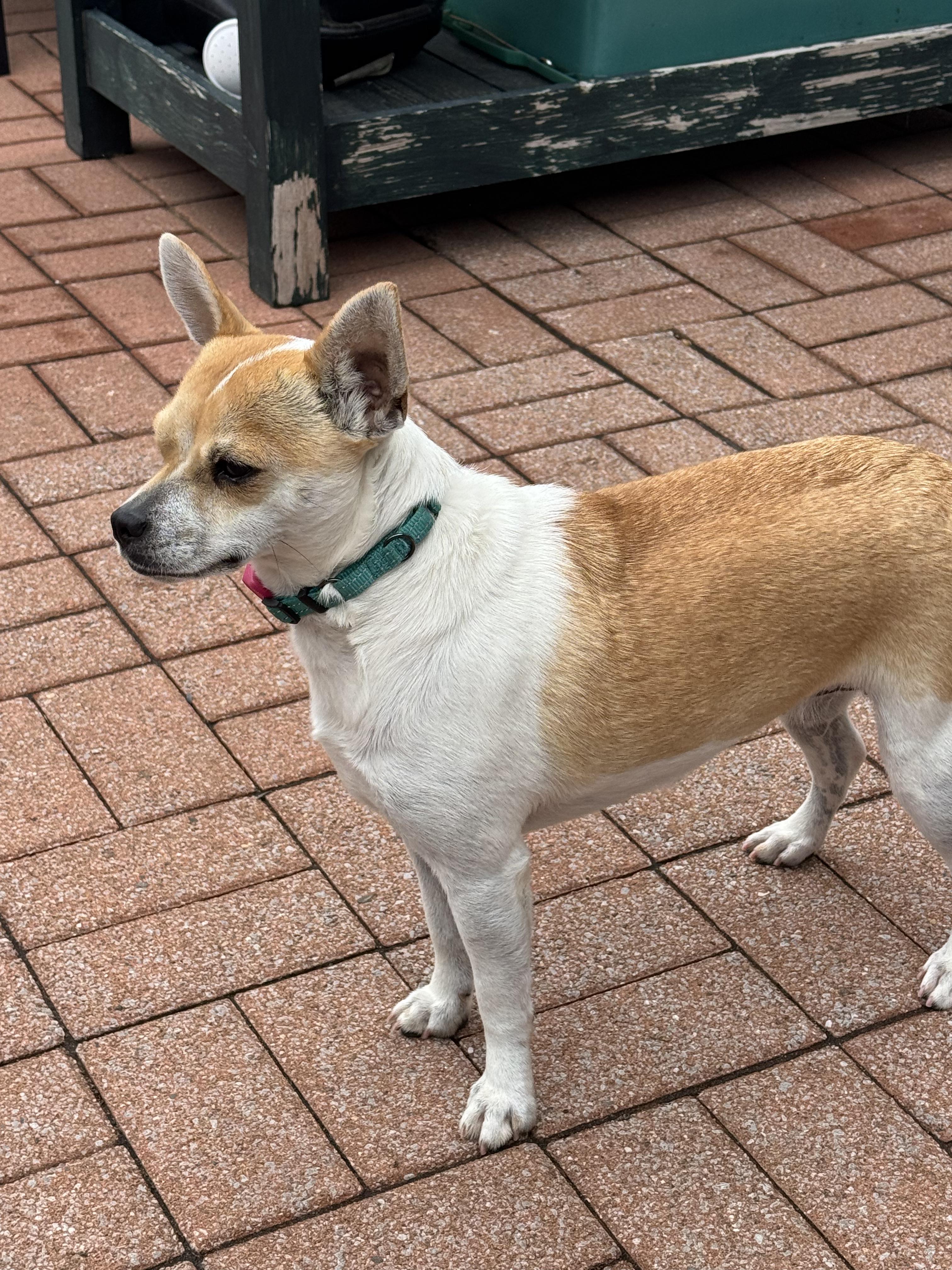Bell, adoptable, Young Female Chihuahua & Jack Russell Terrier.
