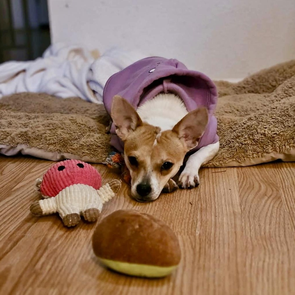 Bell, ADOPTABLE, Young Female Chihuahua & Jack Russell Terrier.