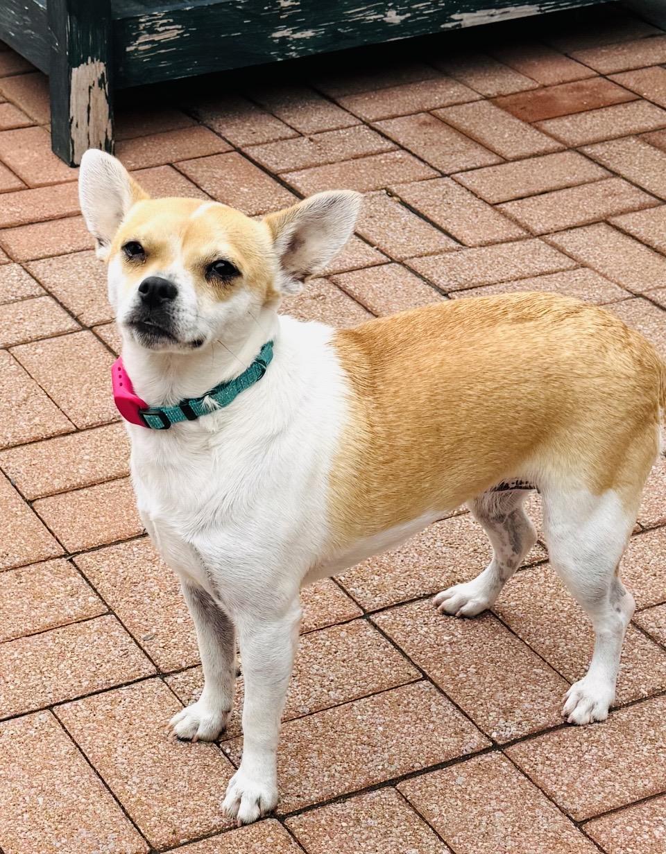 Bell, an adoptable mixed breed in Boston, MA image 3/6